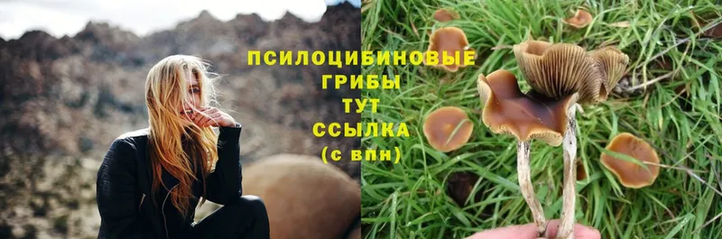 Псилоцибиновые грибы Psilocybine cubensis  Будённовск 